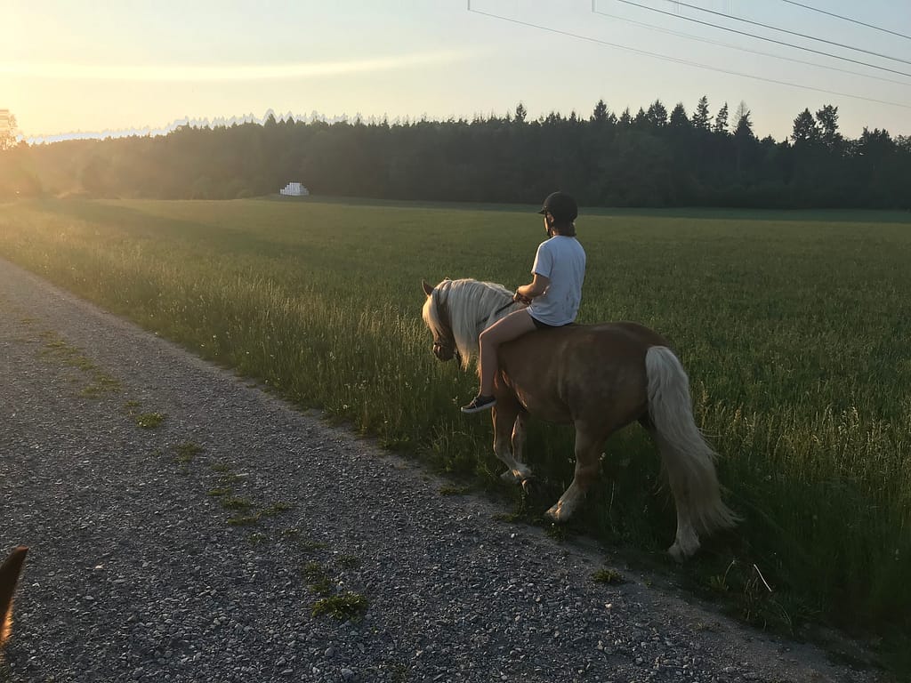 Ryttare rider Haflingern Alphons vid på en grusväg i solnedgången.