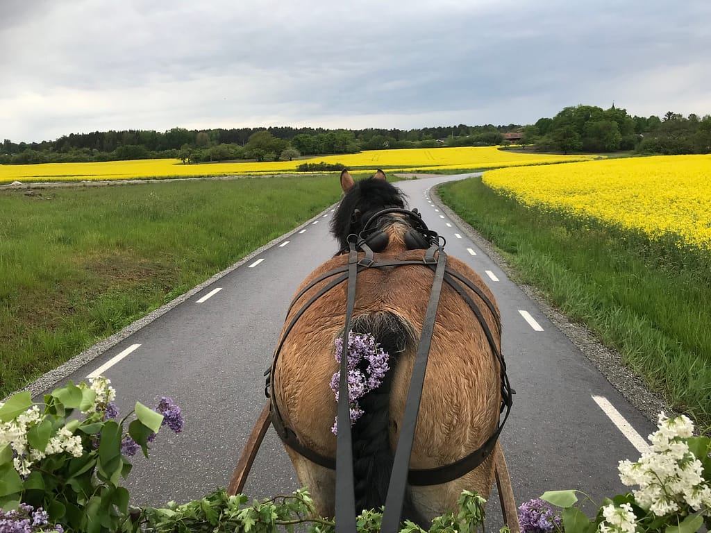 Ardennern Tarras drar en lövad vagn förbi åkrar med blommande raps.
