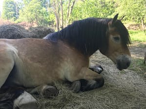 Nya hästen Tarras ligger och vilar i skuggan.